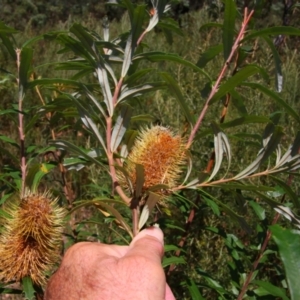 Banksia marginata at Kosciuszko National Park - 14 Feb 2024 01:00 PM