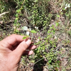 Pomaderris sp. at Nurenmerenmong, NSW - 14 Feb 2024 by MB