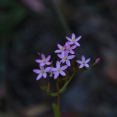 Centaurium sp. (Centaury) at Nurenmerenmong, NSW - 14 Feb 2024 by MB