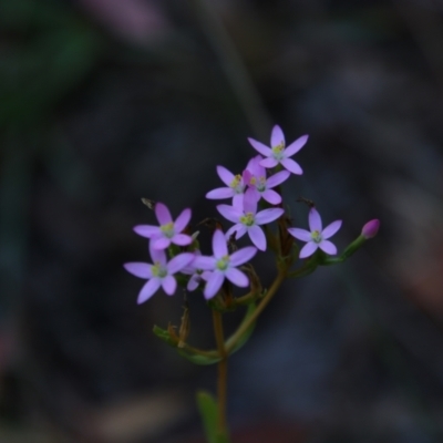 Centaurium sp. (Centaury) at Nurenmerenmong, NSW - 14 Feb 2024 by MB