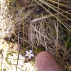 Centaurium sp. at Kosciuszko National Park - 14 Feb 2024