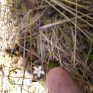 Centaurium sp. at Kosciuszko National Park - 14 Feb 2024 01:01 PM