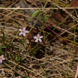 Centaurium sp. at Kosciuszko National Park - 14 Feb 2024 01:01 PM