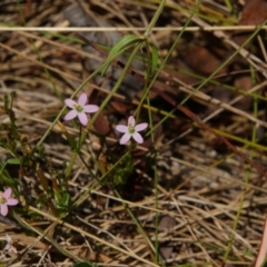 Centaurium sp. at Kosciuszko National Park - 14 Feb 2024