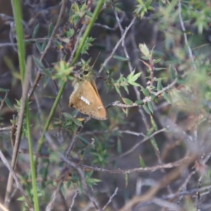 Dispar compacta at Tidbinbilla Nature Reserve - 7 Feb 2024