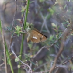 Dispar compacta at Tidbinbilla Nature Reserve - 7 Feb 2024