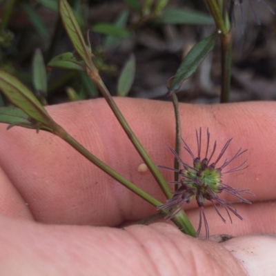 Opercularia hispida (Hairy Stinkweed) at Illilanga & Baroona - 5 Nov 2020 by Illilanga