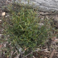 Opercularia hispida at Illilanga & Baroona - 5 Nov 2020 06:32 PM