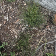 Opercularia hispida at Illilanga & Baroona - 5 Nov 2020