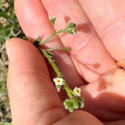 Hackelia suaveolens (Sweet Hounds Tongue) at Michelago, NSW - 13 Jan 2024 by Illilanga