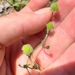 Hackelia suaveolens at Illilanga & Baroona - 13 Jan 2024