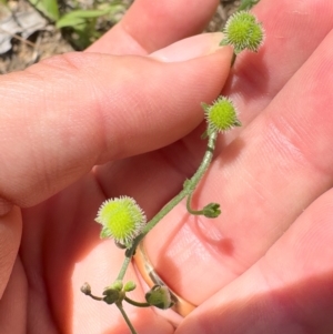 Hackelia suaveolens at Illilanga & Baroona - 13 Jan 2024