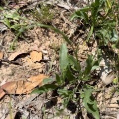 Hackelia suaveolens at Illilanga & Baroona - 13 Jan 2024