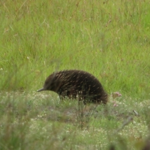 Tachyglossus aculeatus at Mulligans Flat - 15 Feb 2024