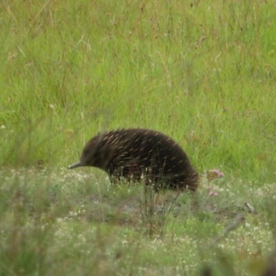 Tachyglossus aculeatus (Short-beaked Echidna) at Forde, ACT - 15 Feb 2024 by Christine