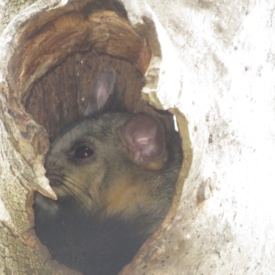 Trichosurus vulpecula (Common Brushtail Possum) at Forde, ACT - 15 Feb 2024 by Christine