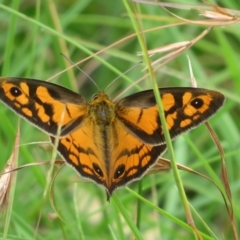 Heteronympha penelope (Shouldered Brown) at Forde, ACT - 15 Feb 2024 by Christine