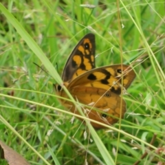 Heteronympha penelope at Mulligans Flat - 15 Feb 2024