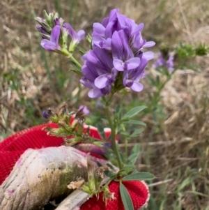 Medicago sativa at Illilanga & Baroona - 11 Dec 2023 11:55 AM