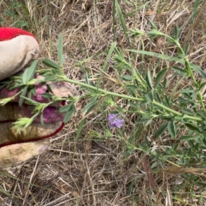 Medicago sativa at Illilanga & Baroona - 11 Dec 2023 11:55 AM