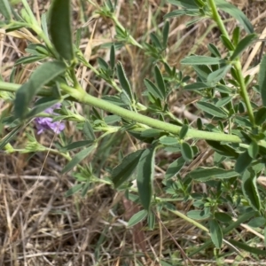 Medicago sativa at Illilanga & Baroona - 11 Dec 2023 11:55 AM