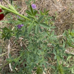 Medicago sativa at Illilanga & Baroona - 11 Dec 2023 11:55 AM