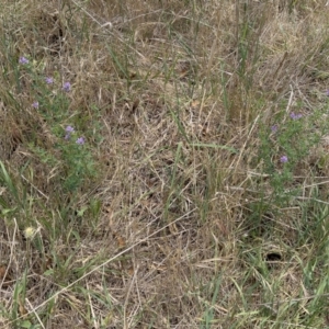 Medicago sativa at Illilanga & Baroona - 11 Dec 2023 11:55 AM