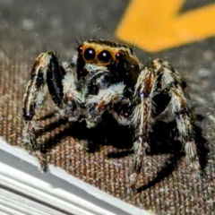 Unidentified Spider (Araneae) at Lions Youth Haven - Westwood Farm - 15 Feb 2024 by HelenCross