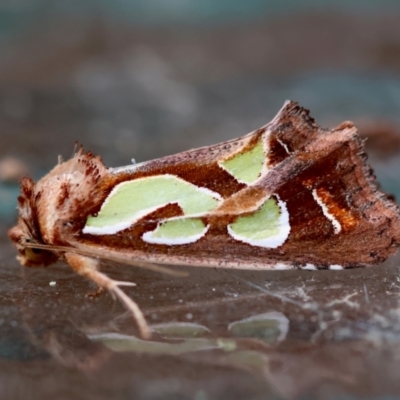 Cosmodes elegans (Green Blotched Moth) at Moruya, NSW - 14 Feb 2024 by LisaH