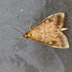 Ostrinia furnacalis at Moruya, NSW - suppressed