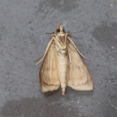 Ostrinia furnacalis at Moruya, NSW - suppressed