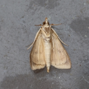 Ostrinia furnacalis at Moruya, NSW - suppressed