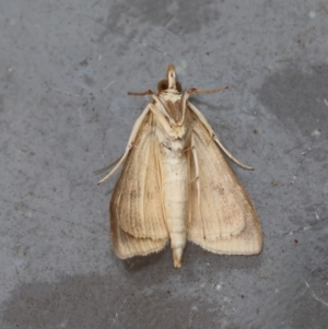 Ostrinia furnacalis at suppressed - 15 Feb 2024