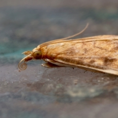 Ostrinia furnacalis at Moruya, NSW - suppressed