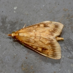 Ostrinia furnacalis at Moruya, NSW - suppressed