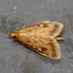 Ostrinia furnacalis at suppressed - 15 Feb 2024