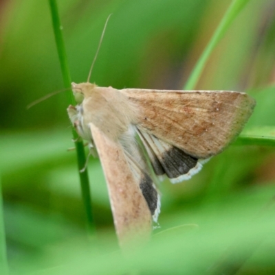 Helicoverpa punctigera (Native Budworm) at Broulee Moruya Nature Observation Area - 15 Feb 2024 by LisaH