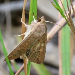 Mythimna (Pseudaletia) convecta at Moruya, NSW - suppressed