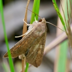 Mythimna (Pseudaletia) convecta at Moruya, NSW - suppressed