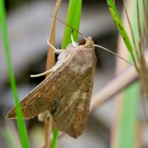 Mythimna (Pseudaletia) convecta at Moruya, NSW - suppressed