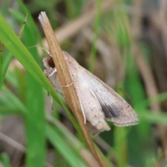 Mythimna (Pseudaletia) convecta at Moruya, NSW - suppressed