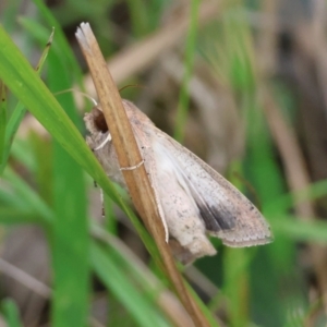 Mythimna (Pseudaletia) convecta at Moruya, NSW - suppressed