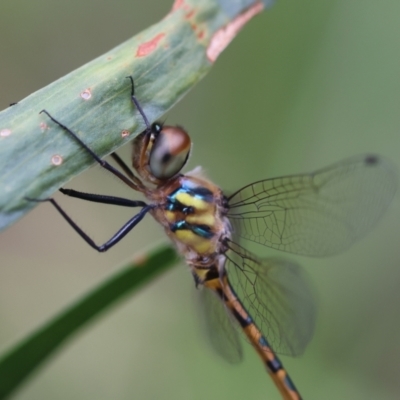 Hemicordulia australiae (Australian Emerald) at Broulee Moruya Nature Observation Area - 15 Feb 2024 by LisaH