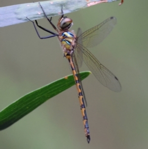 Hemicordulia australiae at Moruya, NSW - 15 Feb 2024