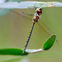 Hemicordulia australiae at Moruya, NSW - 15 Feb 2024