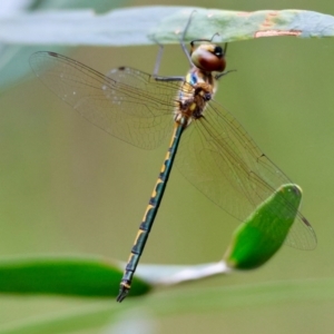 Hemicordulia australiae at Moruya, NSW - 15 Feb 2024