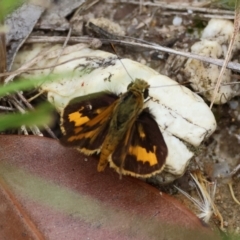 Unidentified Skipper (Hesperiidae) at Moruya, NSW - 15 Feb 2024 by LisaH