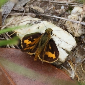 Ocybadistes walkeri at Moruya, NSW - 15 Feb 2024