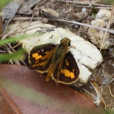 Ocybadistes walkeri (Green Grass-dart) at Moruya, NSW - 15 Feb 2024 by LisaH