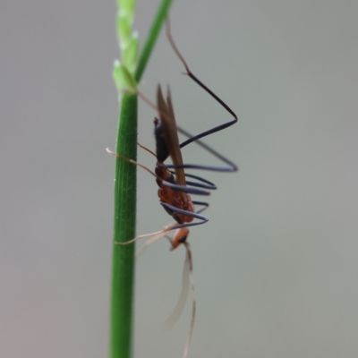 Apocrita (suborder) (Unidentified wasp) at Moruya, NSW - 15 Feb 2024 by LisaH